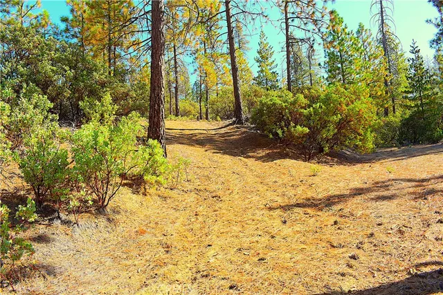 a view of a yard with trees