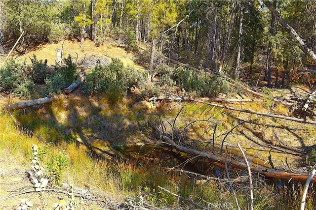 a view of under tree