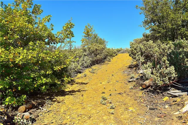 a view of a tree with a yard