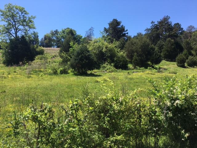 Harrison Road Madisonville, TN 37354 - Photo 4 of 5 IMG_2066