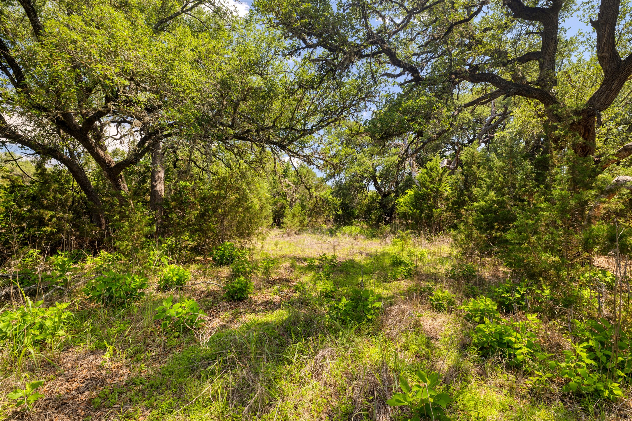 187 Beauchamp Road Dripping Springs, TX 78620 - Photo 9 of 19 Expansive natural landscape featuring a mix of mature trees and varied undergrowth