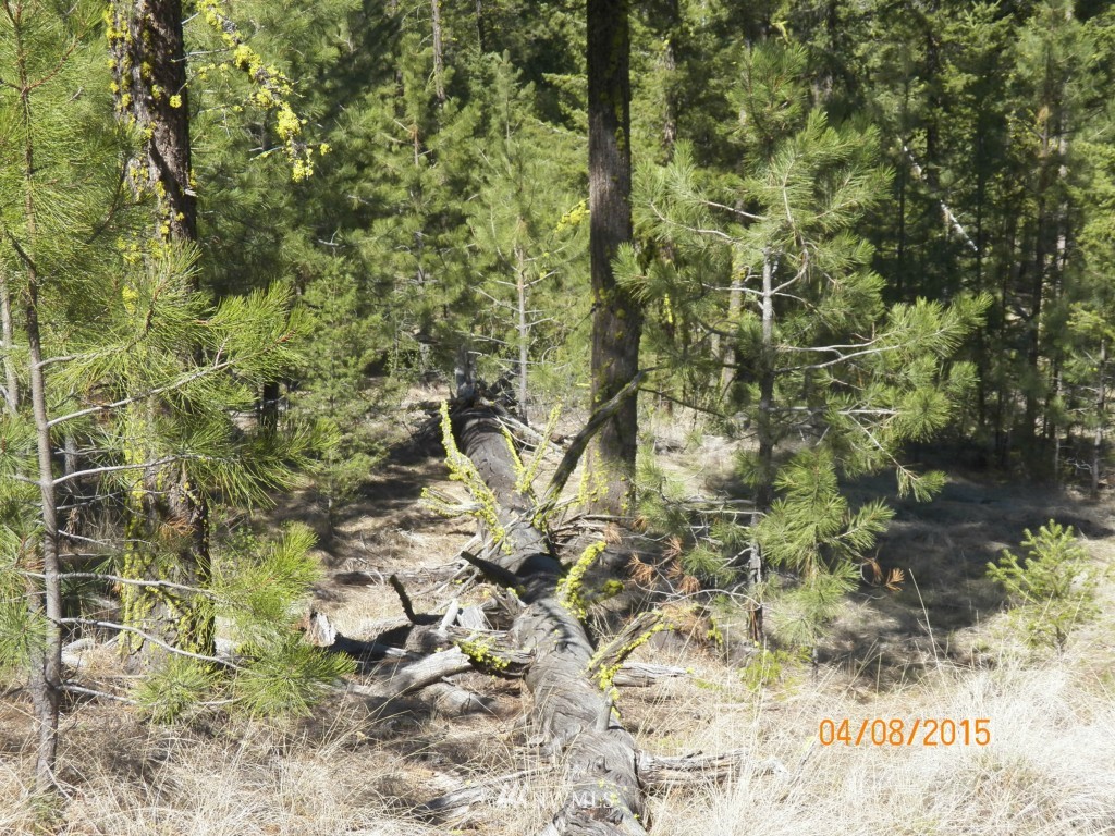 0 Lot 102 Red Feather Road West Riverside, WA 98849 - Photo 21 of 25 Gallery Image 21