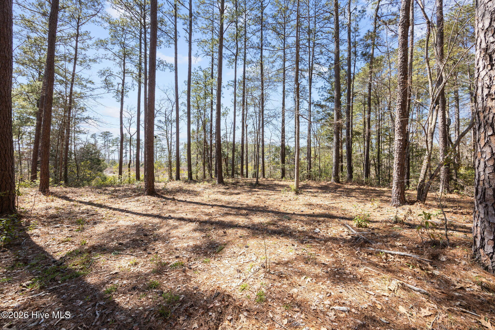 5109 Kershaw Road Arapahoe, NC 28510 - Photo 9 of 16 5-web-or-mls-0C0A6061