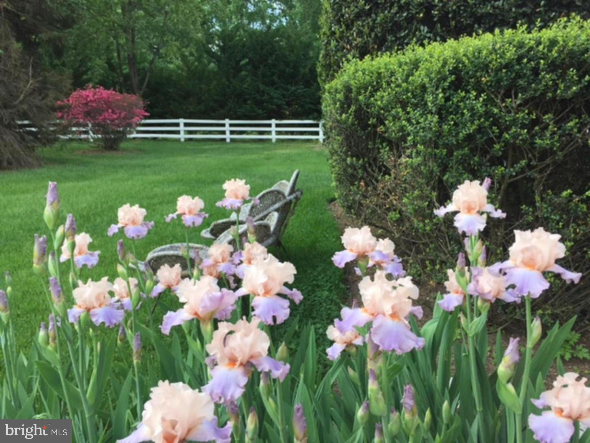 343 Springvale Road Great Falls, VA 22066 - Photo 7 of 26 Gorgeous Grounds