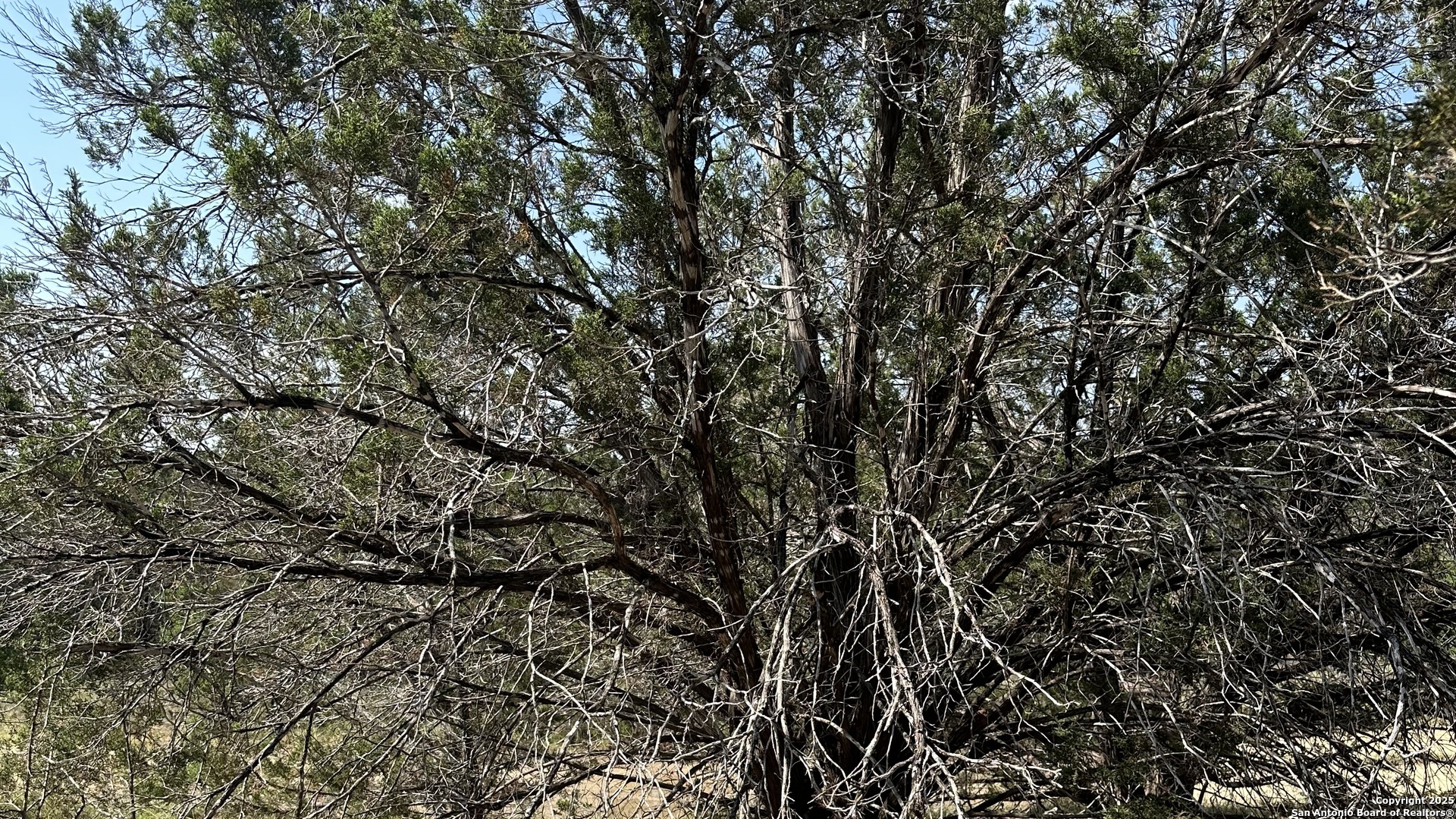 121 Agarita Drive Spring Branch, TX 78070 - Photo 3 of 23 a view of electric tree