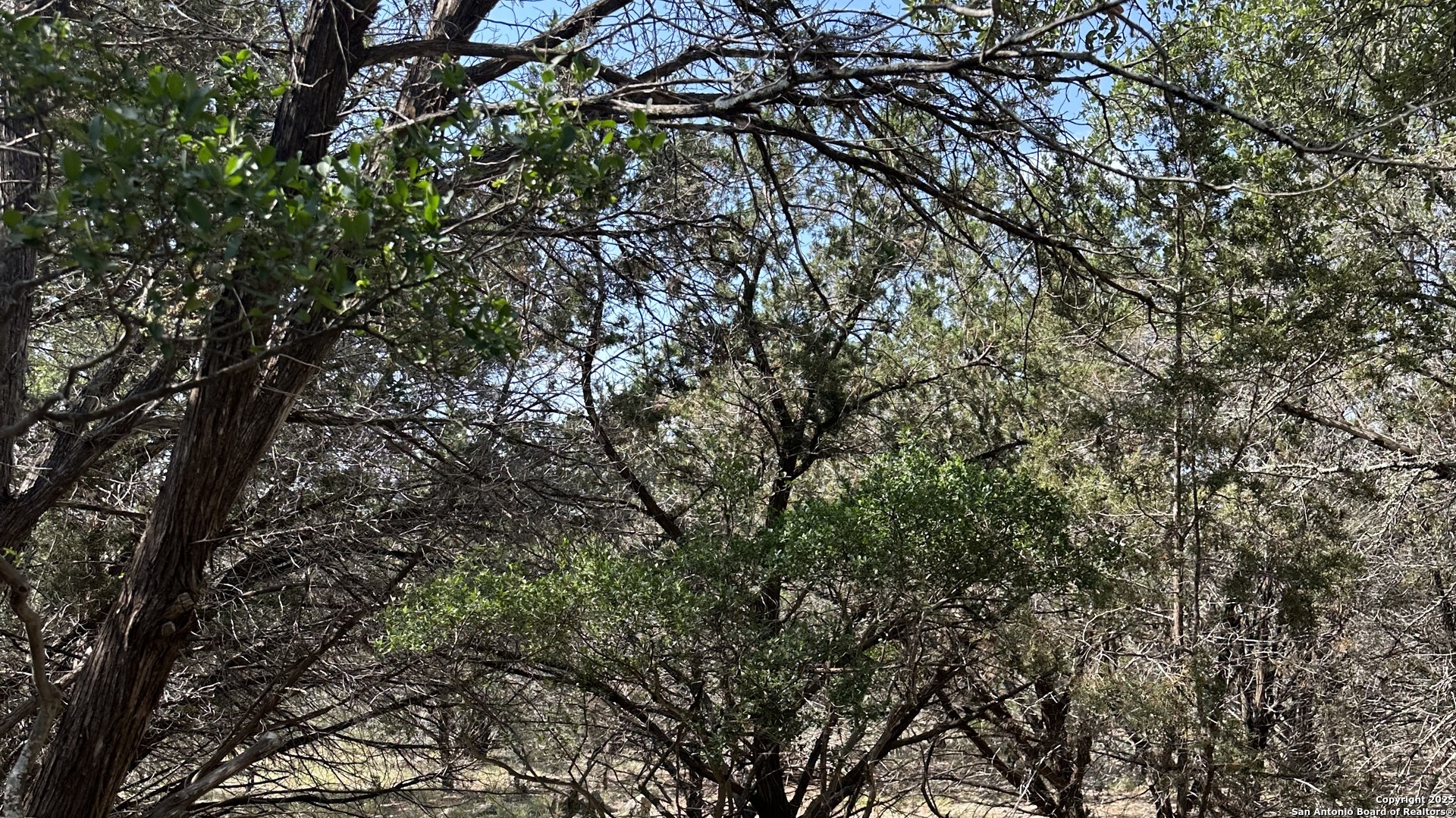 121 Agarita Drive Spring Branch, TX 78070 - Photo 4 of 23 a view of a tree