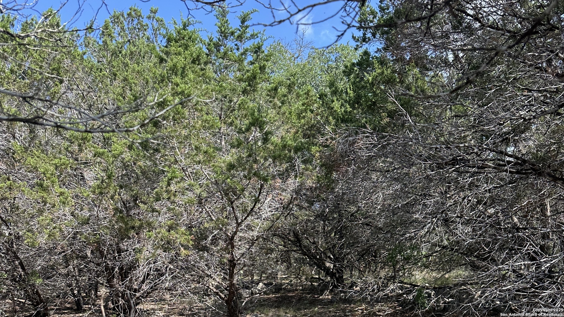 121 Agarita Drive Spring Branch, TX 78070 - Photo 5 of 23 a view of a large tree