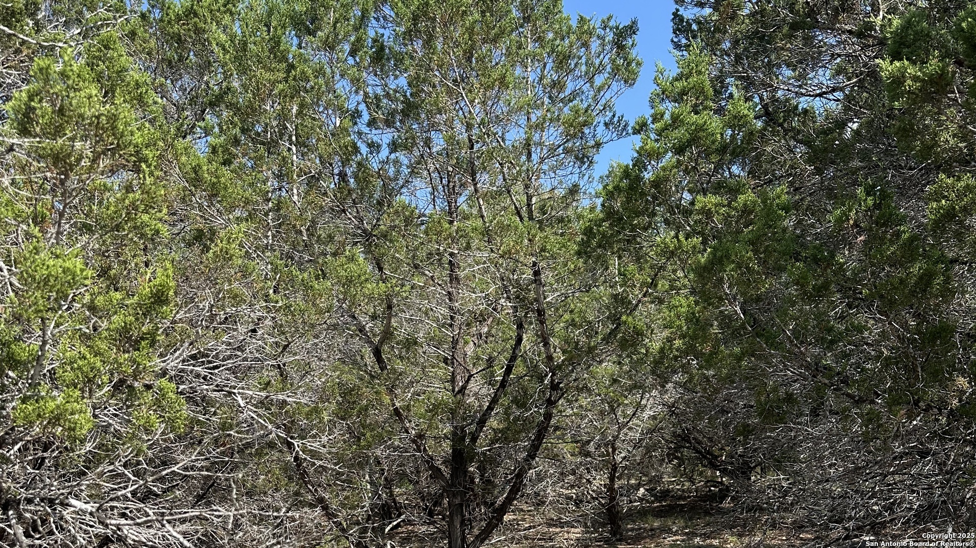 121 Agarita Drive Spring Branch, TX 78070 - Photo 8 of 23 a view of a yard with a tree