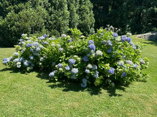 a view of flowers in a yard
