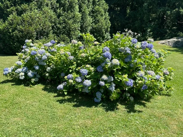 a view of flowers in a yard