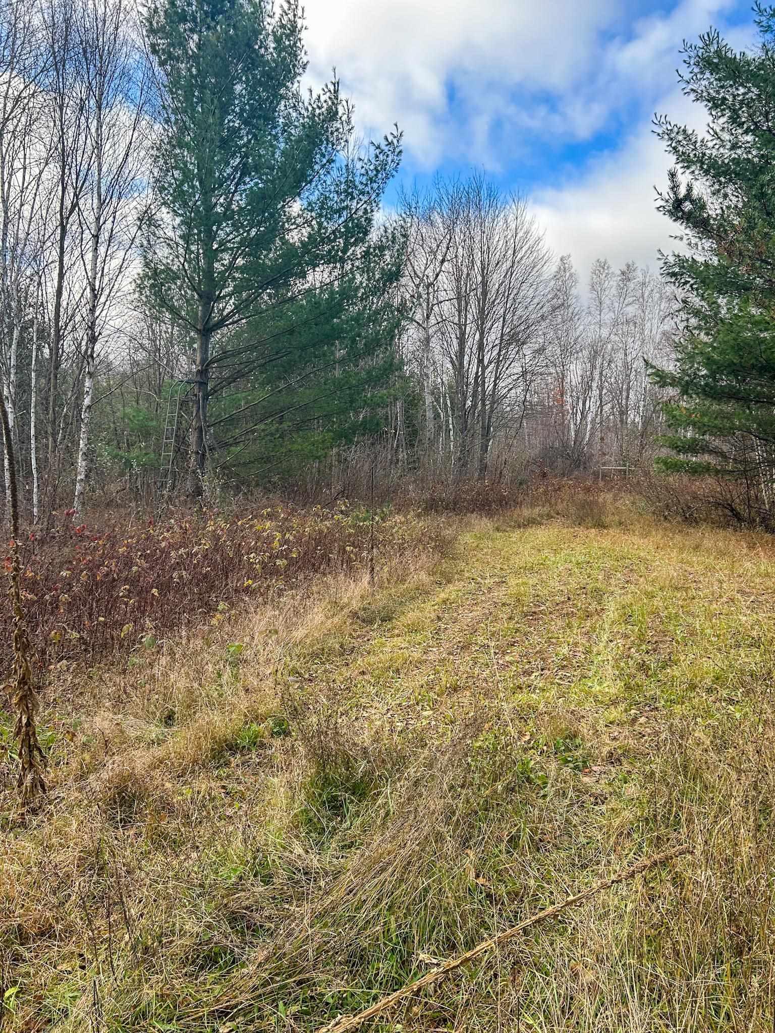 40-acres Hilts Road Gladwin, MI 48624 - Photo 16 of 37