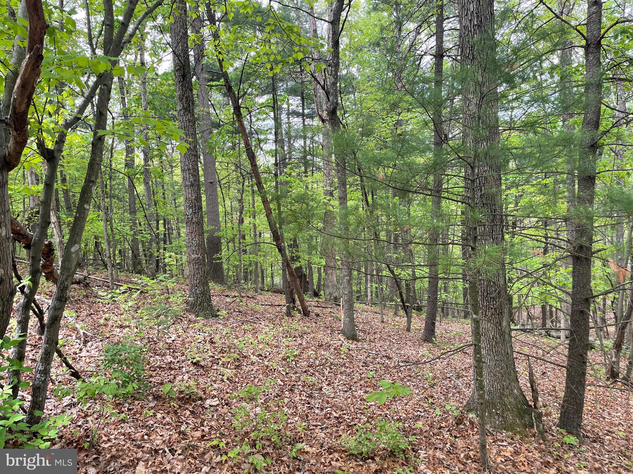 7 A Section Clark Road Mount Jackson, VA 22842 - Photo 19 of 20 Lot on Clark Rd to be built