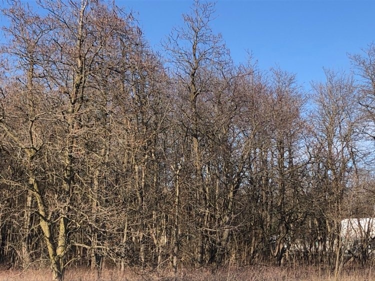 Tbd East Sr 10 Demotte, IN 46310 - Photo 3 of 7