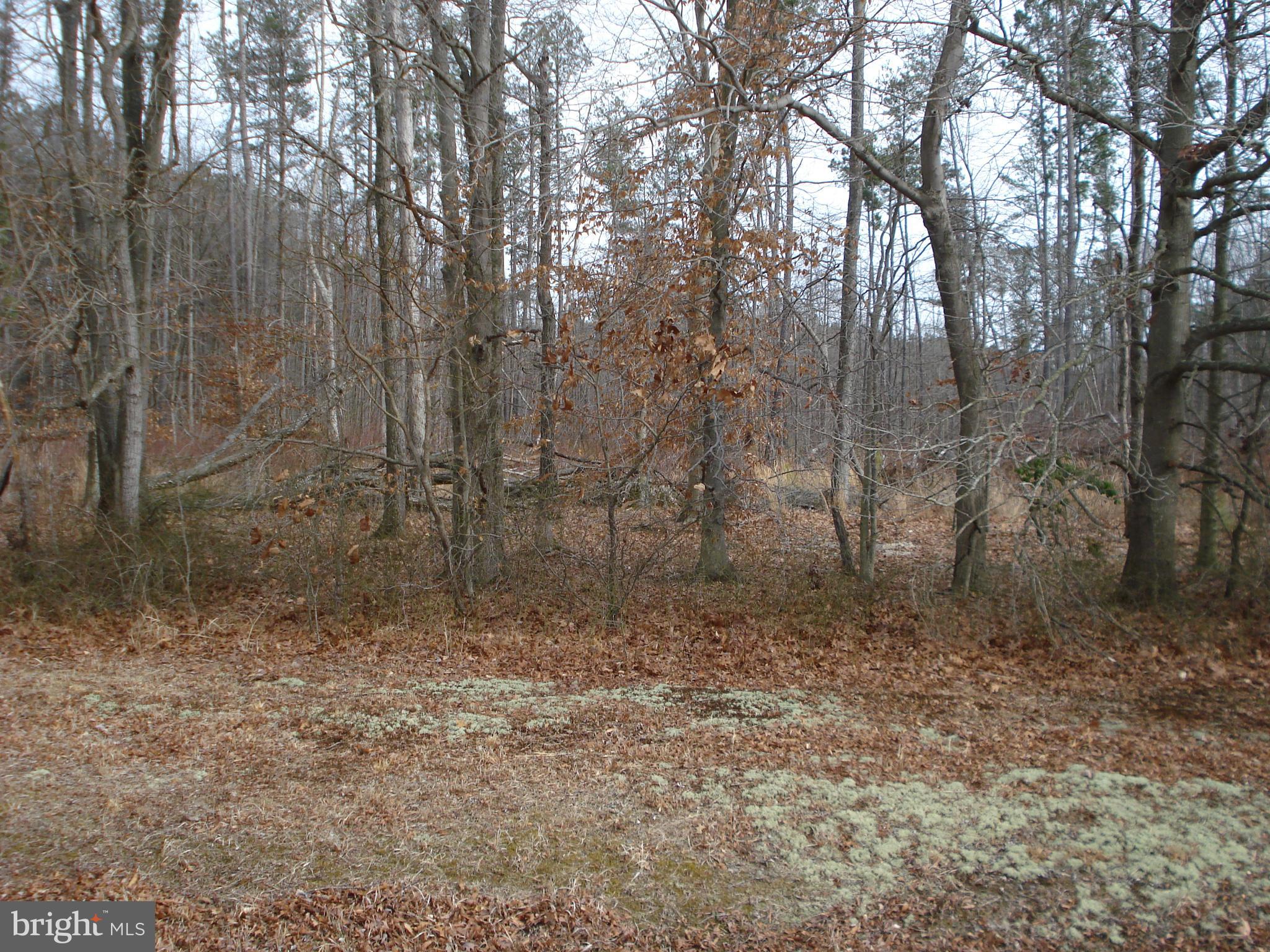 Northeast Busic Church Road Marydel, MD 21649 - Photo 3 of 7