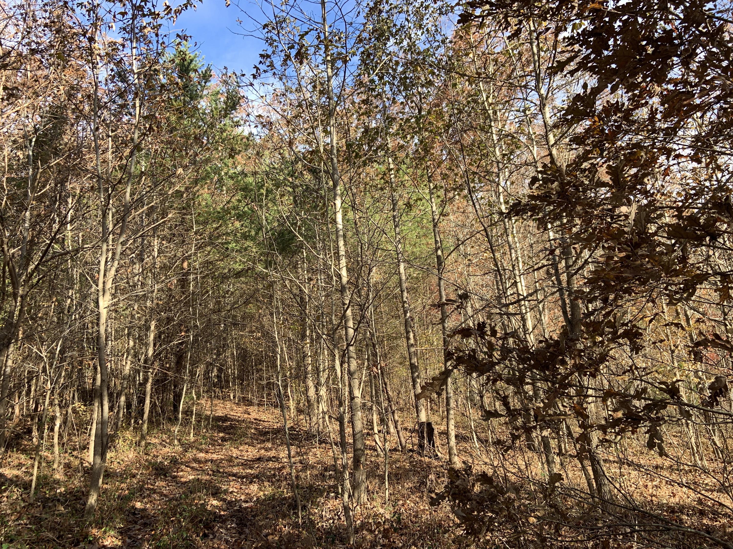 0 Kelley Gap Road Greeneville, TN 37743 - Photo 2 of 8 Photo Nov 21, 10 23 53 AM