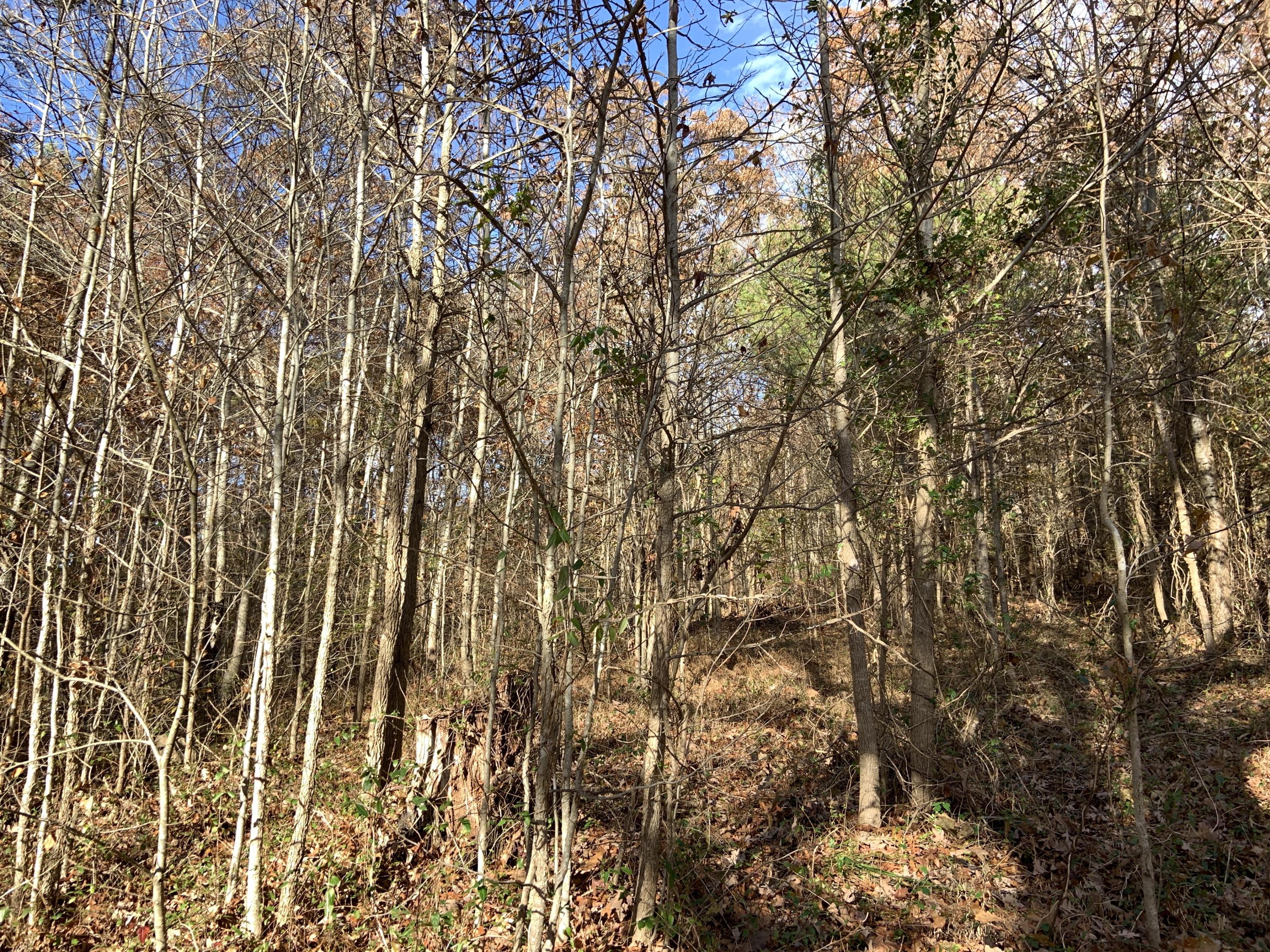 0 Kelley Gap Road Greeneville, TN 37743 - Photo 3 of 8 Photo Nov 21, 10 23 55 AM
