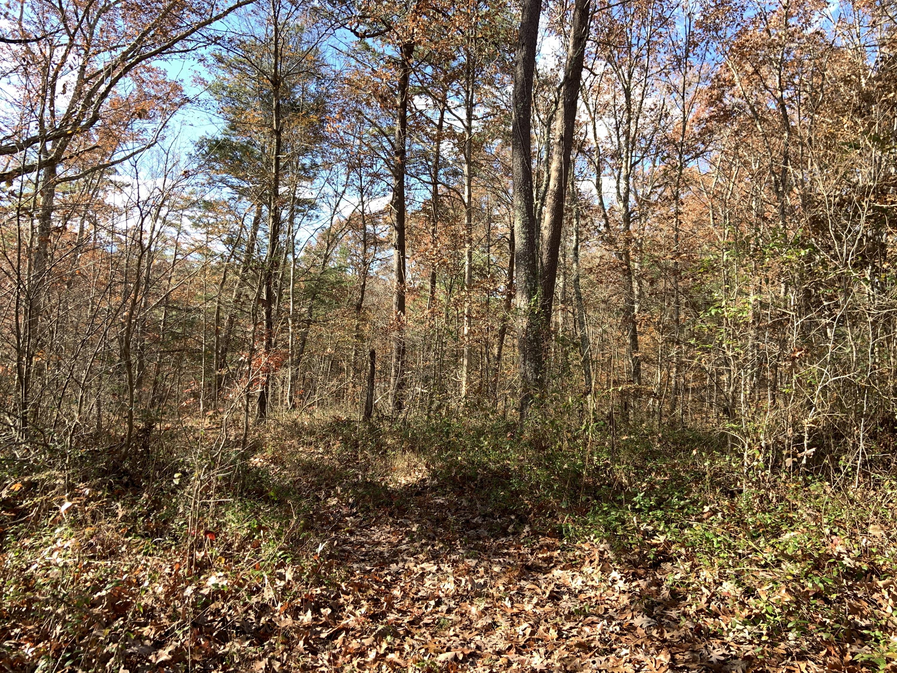 0 Kelley Gap Road Greeneville, TN 37743 - Photo 4 of 8 Photo Nov 21, 10 23 59 AM