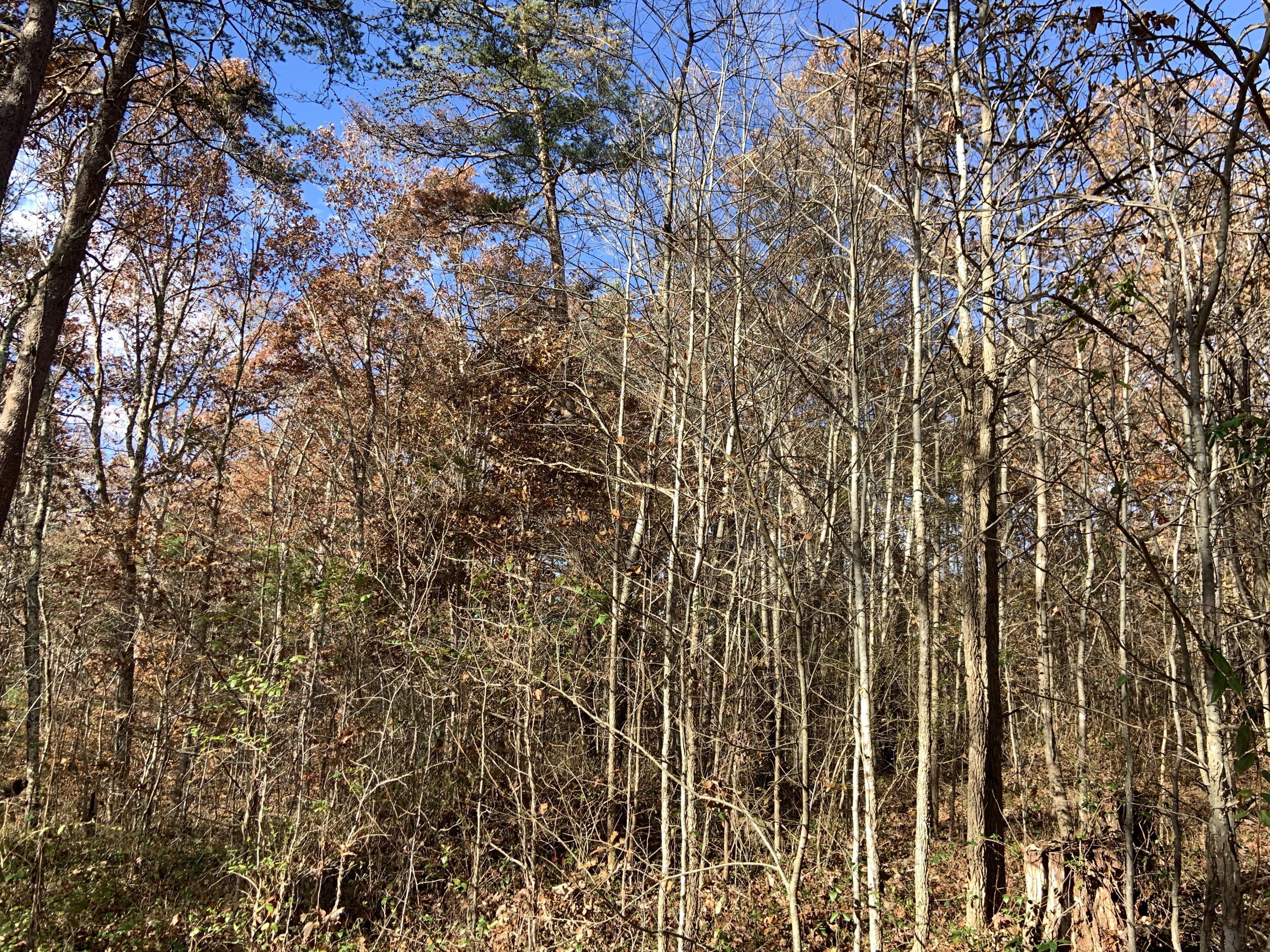 0 Kelley Gap Road Greeneville, TN 37743 - Photo 5 of 8 Photo Nov 21, 10 24 02 AM