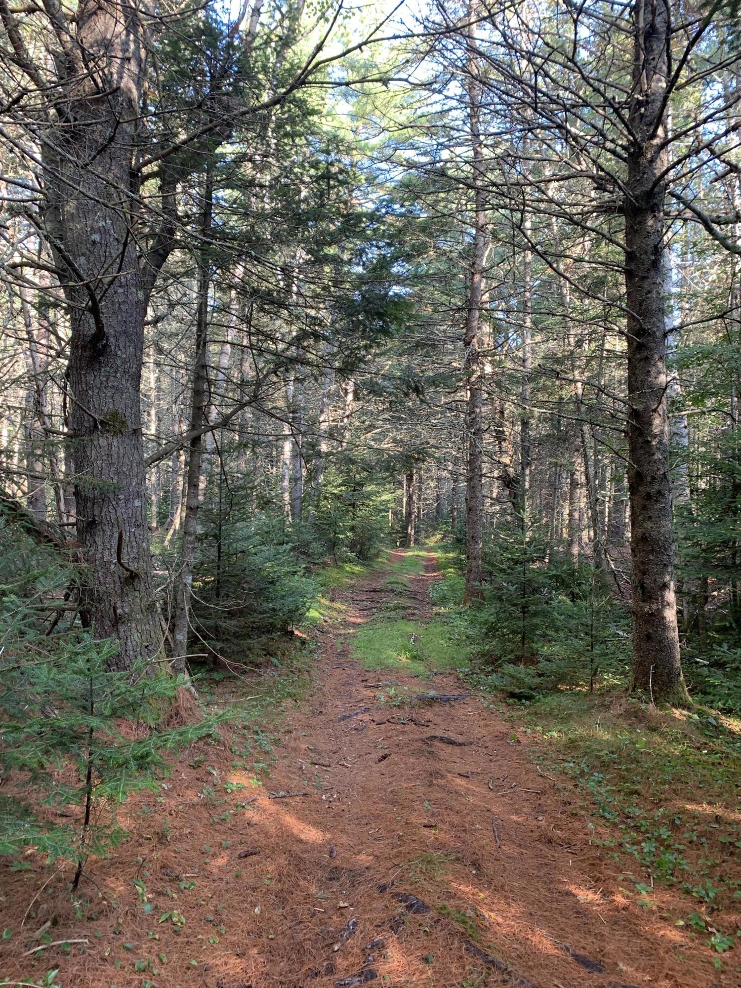534 Back Ridge Road Orland, ME 04472 - Photo 27 of 32 Forest 5