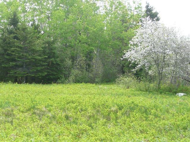 0 Racoon Cove Road Lamoine, ME 04605 - Photo 9 of 9 Photo