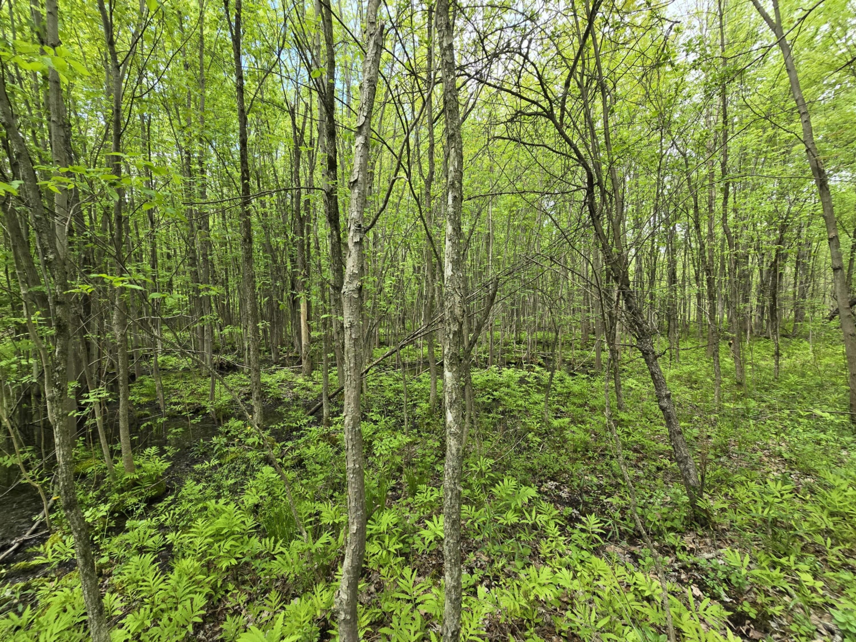 0 Broad Road Brushton, NY 12916 - Photo 9 of 9 i