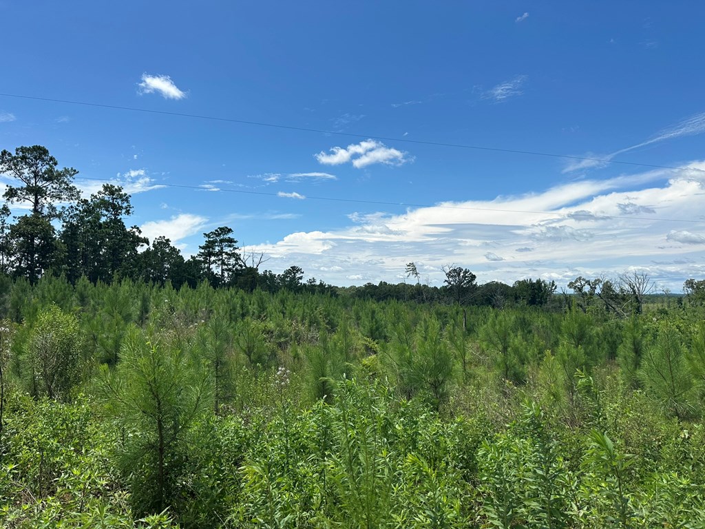 250 Adams Mill Road Clayton, AL 36016 - Photo 26 of 74