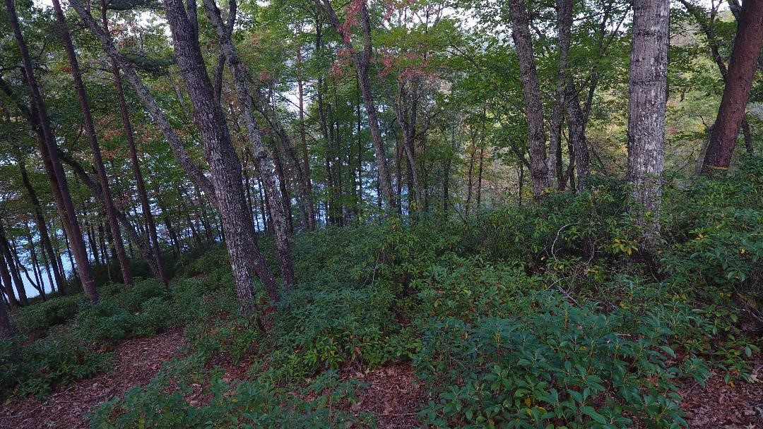 W90 Buttercup Way Sunset, SC 29685 - Photo 7 of 14 Gallery Image 7