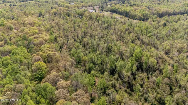 a view of a forest with a tree