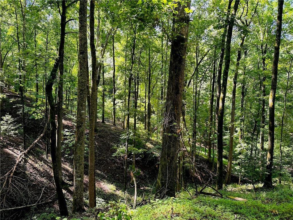 7.123 Halls Mill Road Dahlonega, GA 30533 - Photo 2 of 6 a view of forest