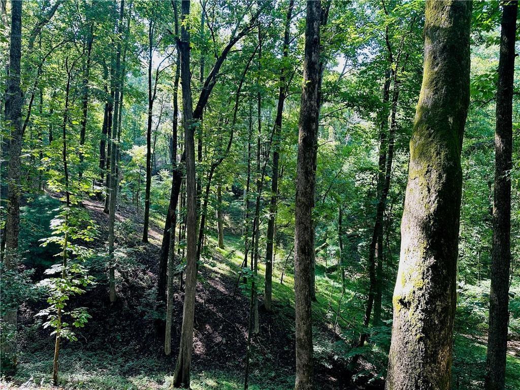 7.123 Halls Mill Road Dahlonega, GA 30533 - Photo 4 of 6 a view of forest