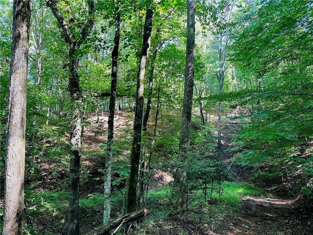7.123 Halls Mill Road Dahlonega, GA 30533 - Photo 5 of 6 a view of a forest with trees