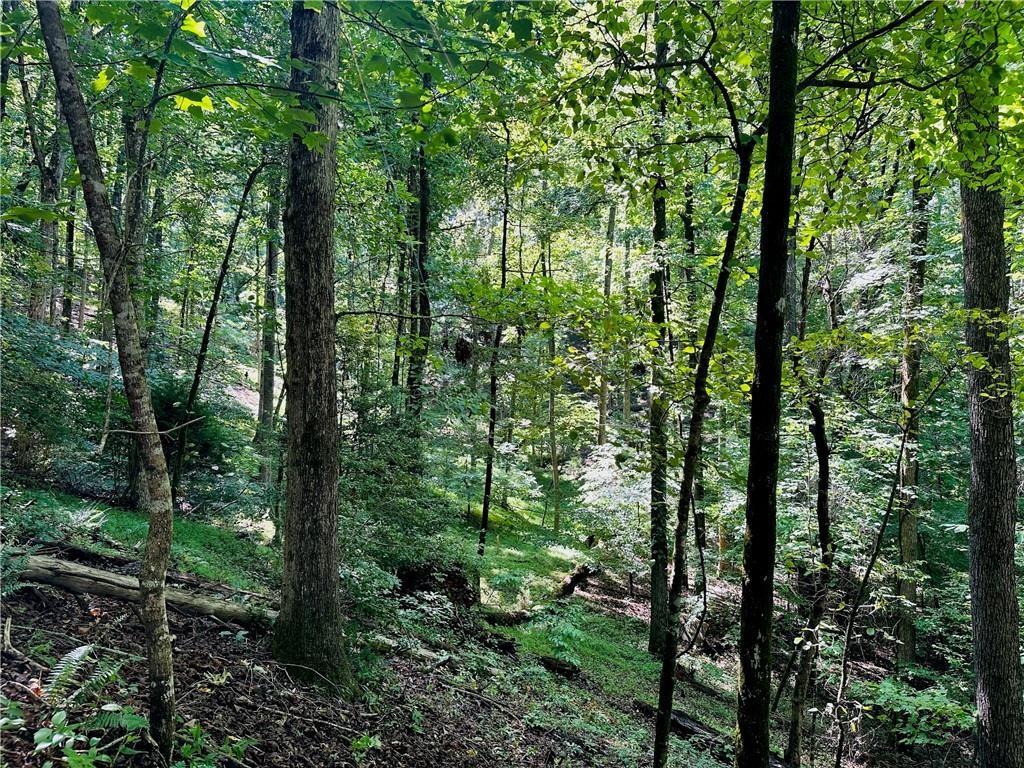 7.123 Halls Mill Road Dahlonega, GA 30533 - Photo 6 of 6 a view of forest