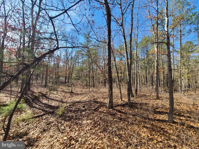 a view of a yard with plants and trees