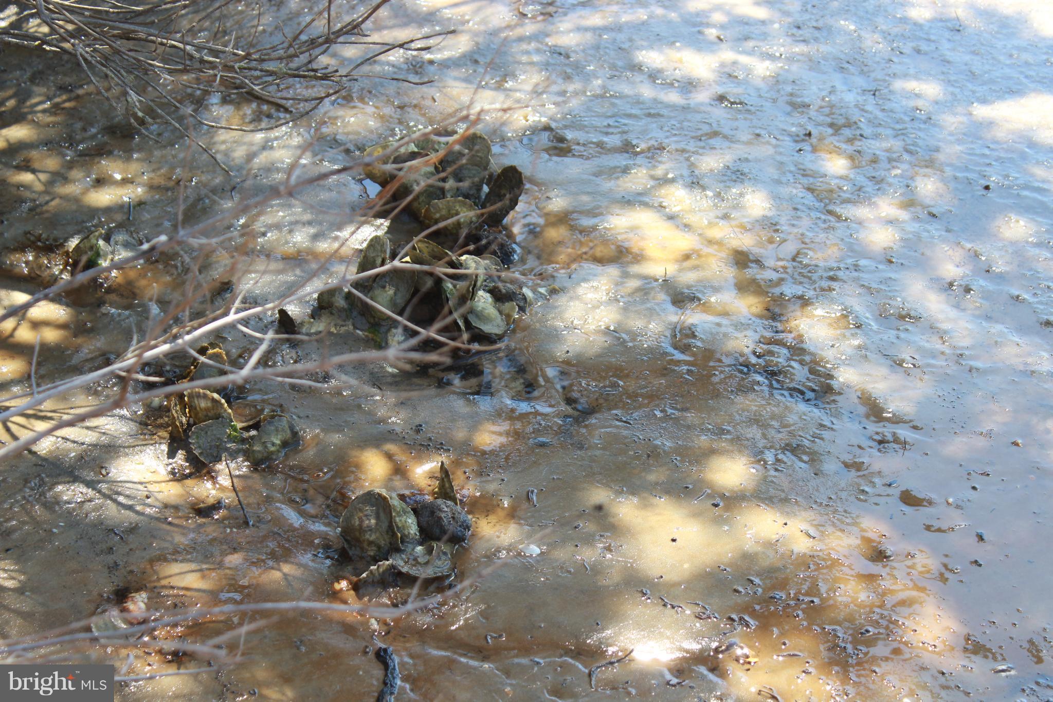 4914 David Greene Road Cambridge, MD 21613 - Photo 19 of 26 Oysters