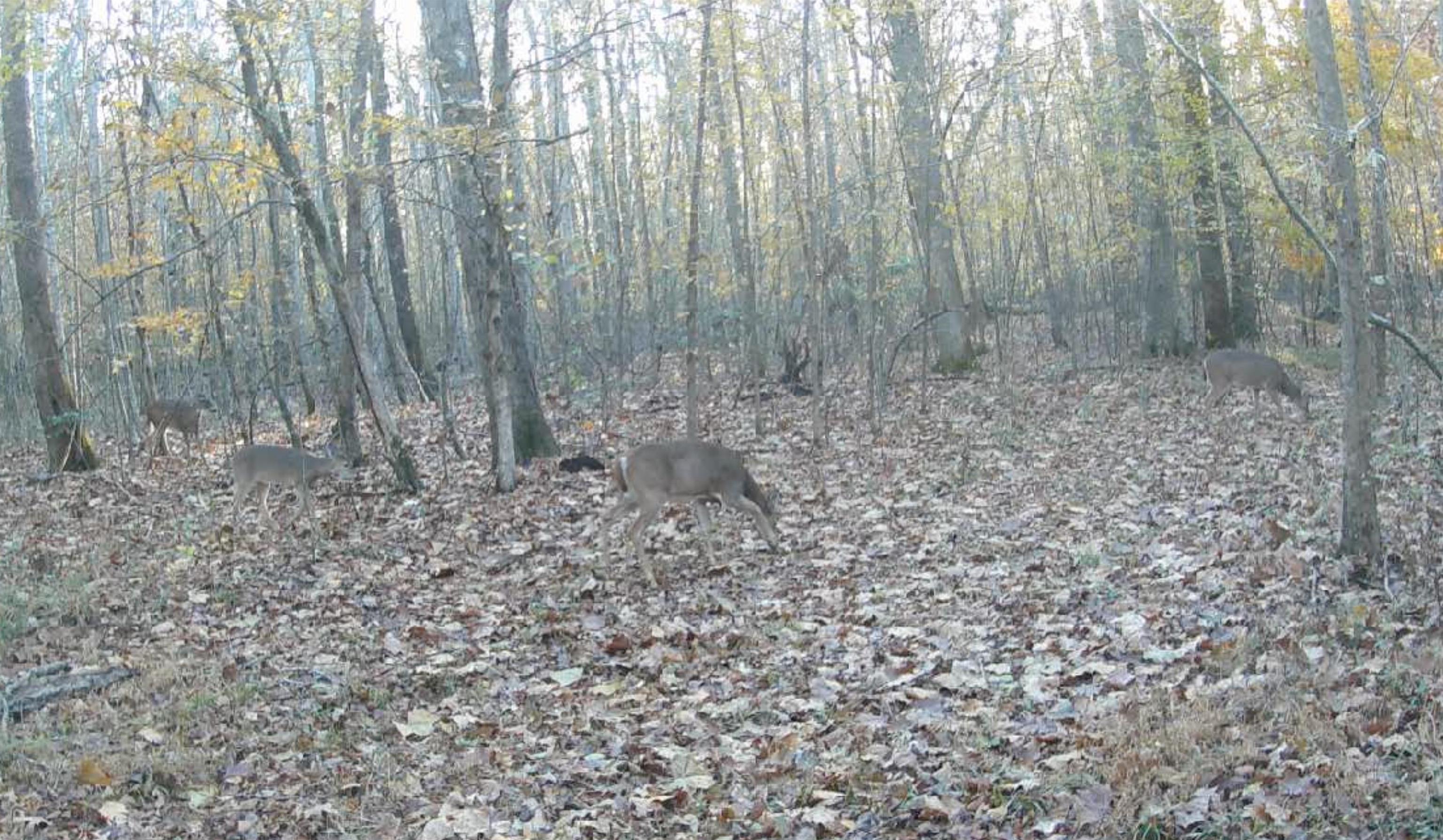 19.5-acres McMahan Road Middleton, TN 38052 - Photo 16 of 28