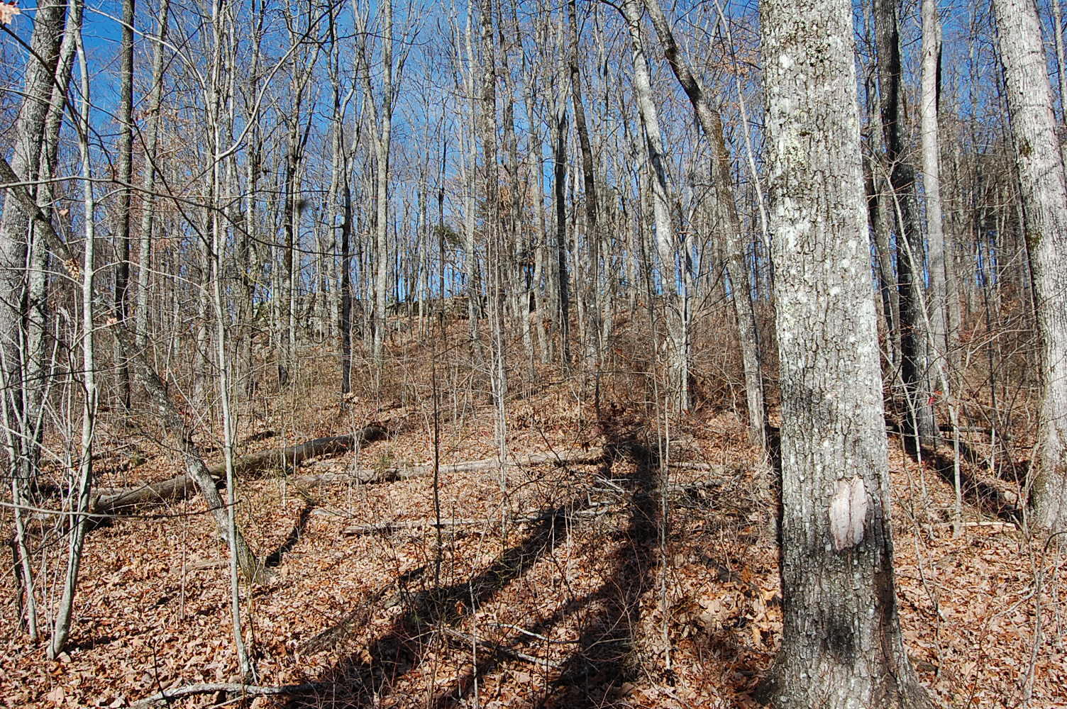 722 Deerhead Road Dunlap, TN 37327 - Photo 13 of 37 DSC_0013
