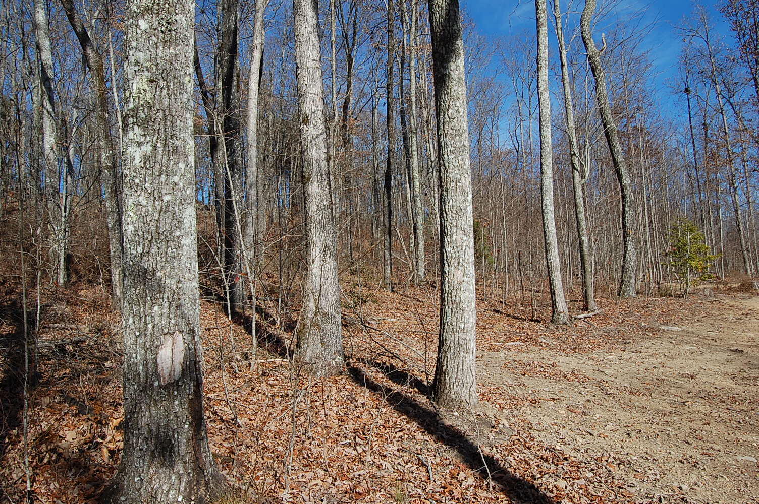 722 Deerhead Road Dunlap, TN 37327 - Photo 14 of 37 DSC_0014