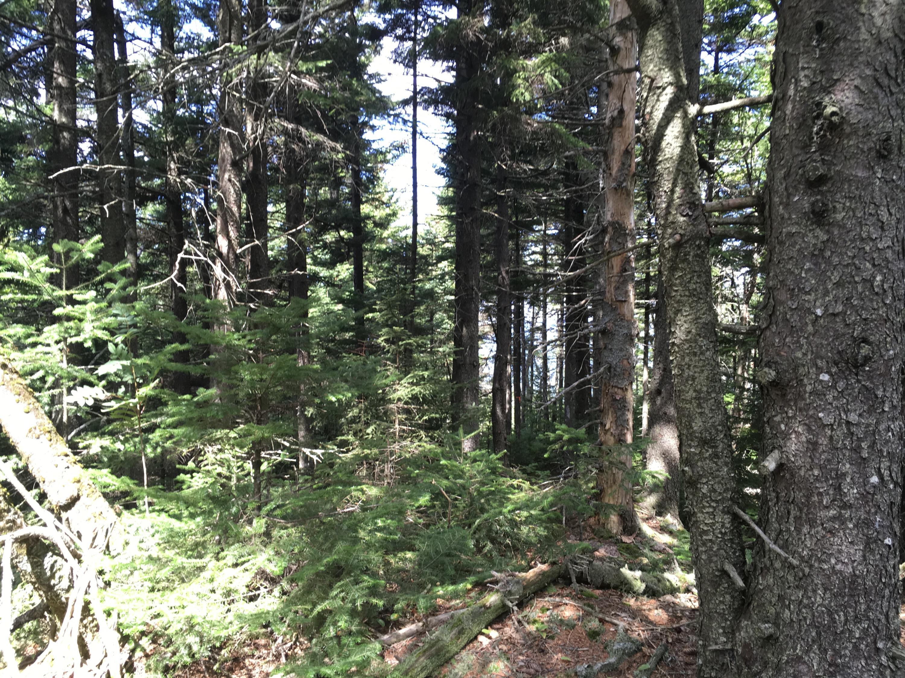 0 Tower Road Rumford, ME 04276 - Photo 19 of 34 52736A3C-8256-4B07-86E9-0299D4C2D26E