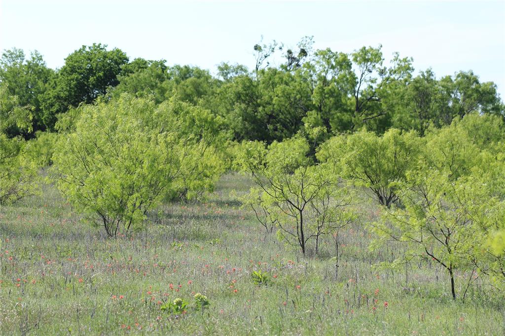 2077 B Shawver Road Jacksboro, TX 76458 - Photo 9 of 16 View of tree filled area