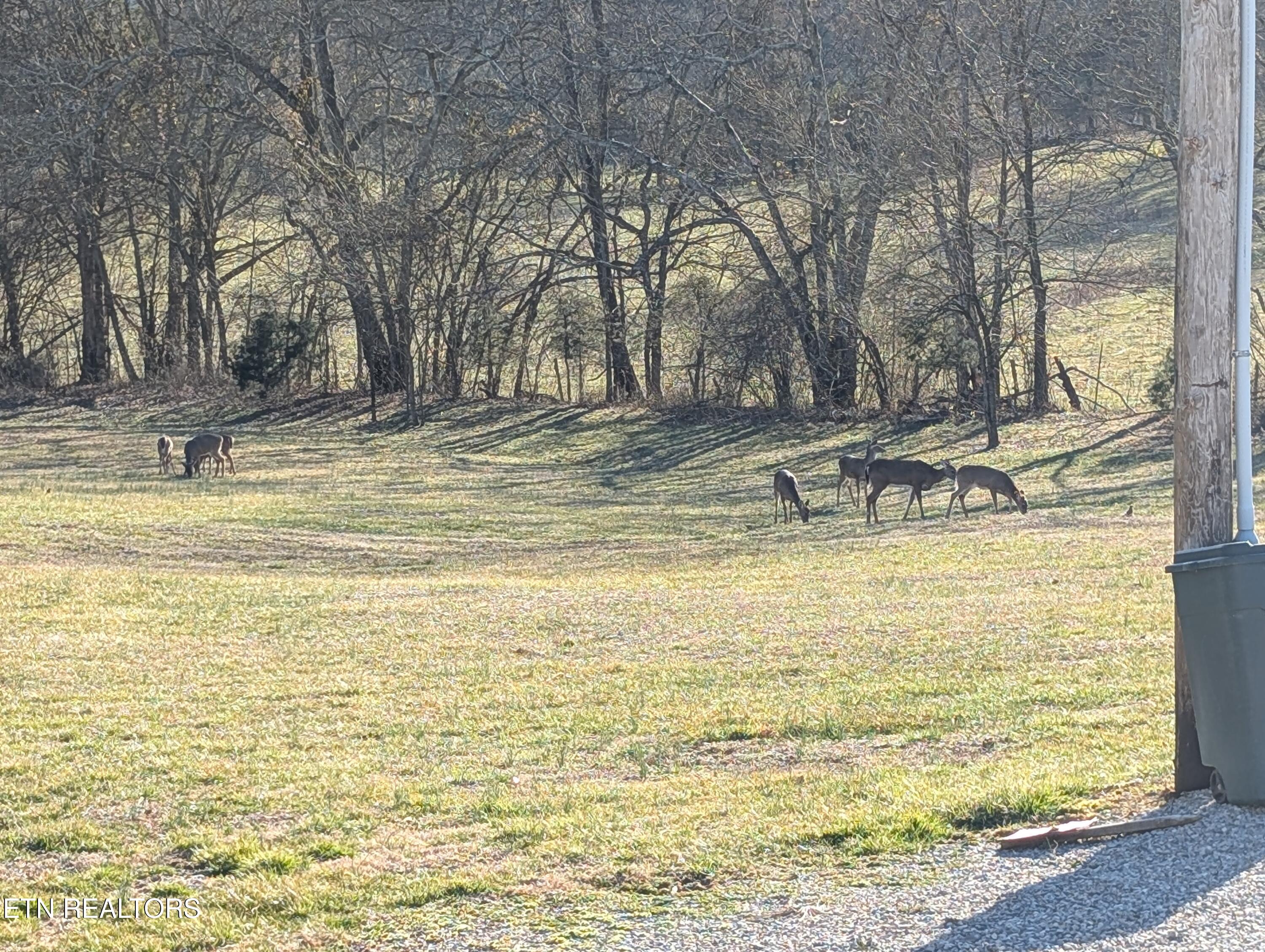 2695 Leslie Road Cumberland, KY 42717 - Photo 57 of 59 DEER PHOTO 2