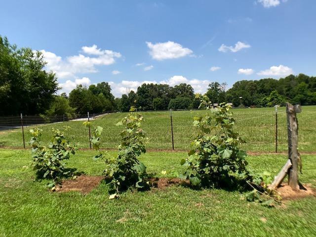 1854 Levon Sparkman Road Doyle, TN 38559 - Photo 31 of 33 Fencing around Pastures