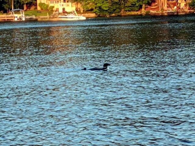 54 Thomas Pond Terrace Road Raymond, ME 04071 - Photo 36 of 44 The Loons are Calling
