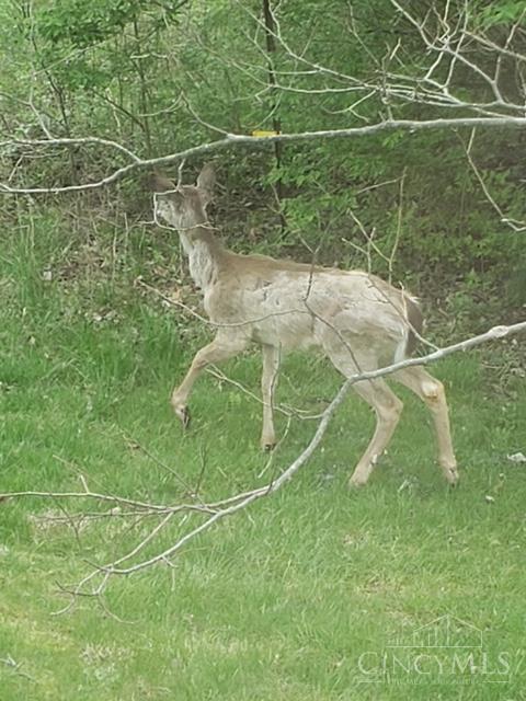 5856 Blue Rock Road Cincinnati, OH 45247 - Photo 47 of 51 Deer
