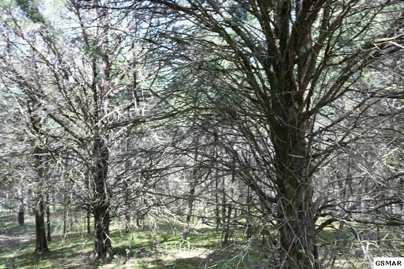 0 Lot 35 Buck Horn Road Sevierville, TN 37876 - Photo 24 of 30