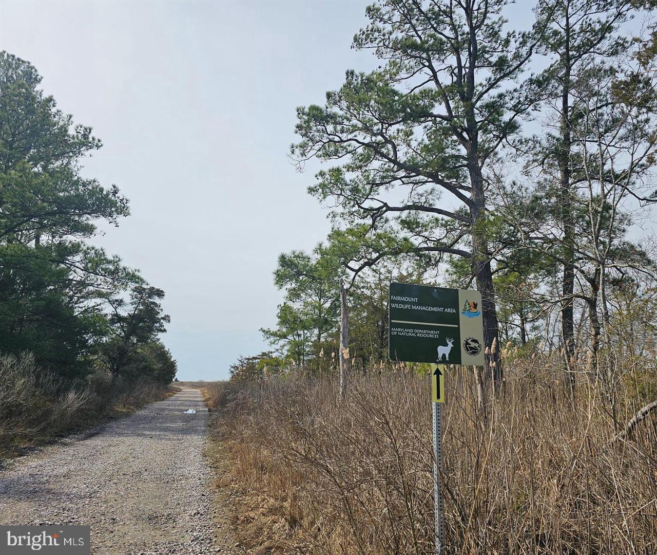 7558 Catlin Road Westover, MD 21871 - Photo 38 of 40 a backyard of a house with lots of green space