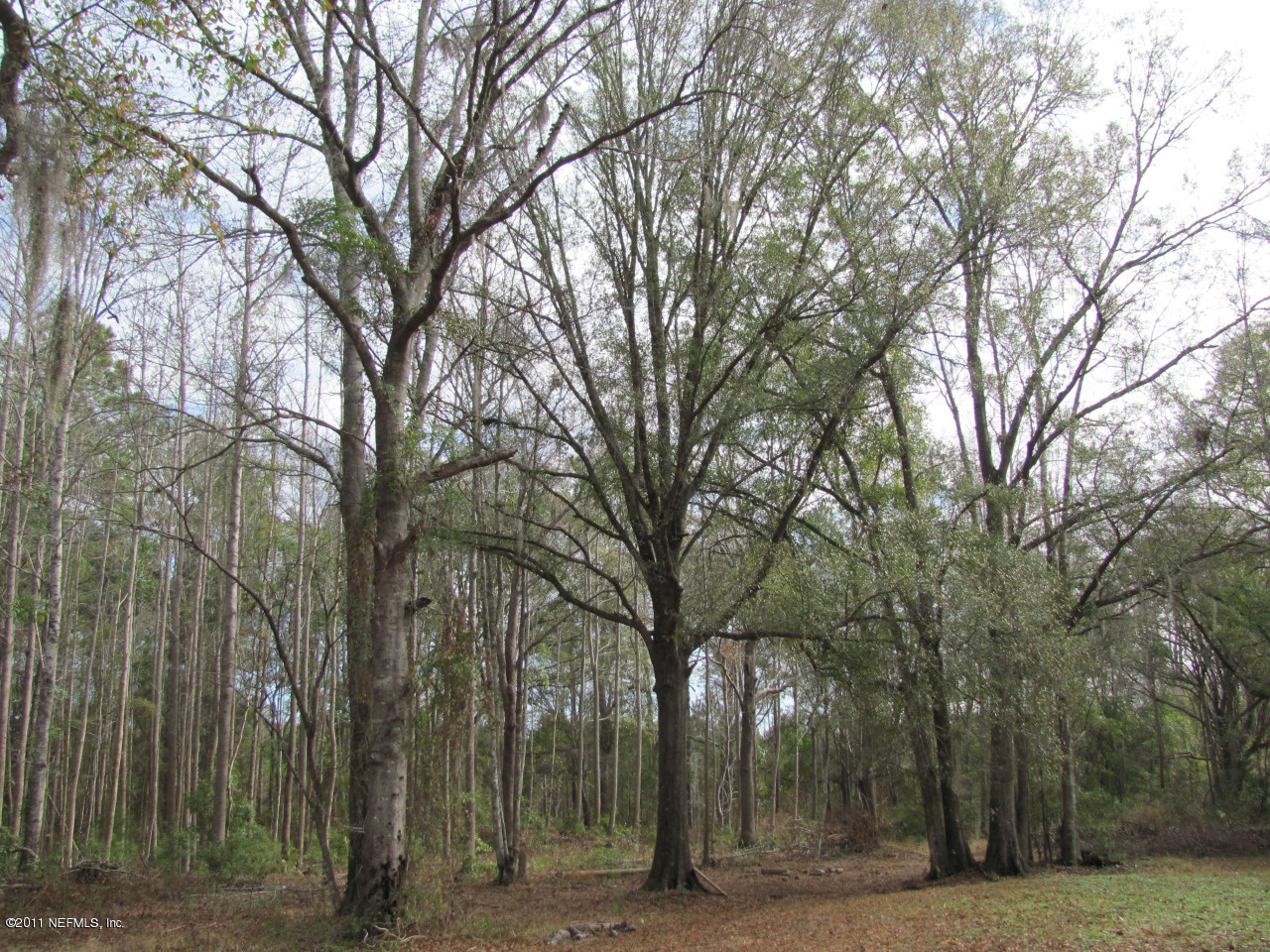 8936 Alligators Road Jacksonville, FL 32219 - Photo 3 of 8 BACKYARD