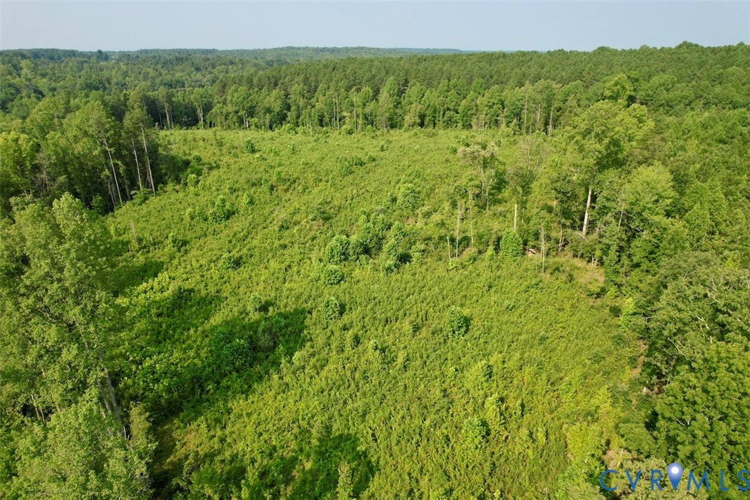 5211 Indian Oak Road Crewe, VA 23930 - Photo 12 of 23 Expansive cleared land featuring significant tree
