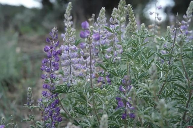 a view of swimming pool with a yard