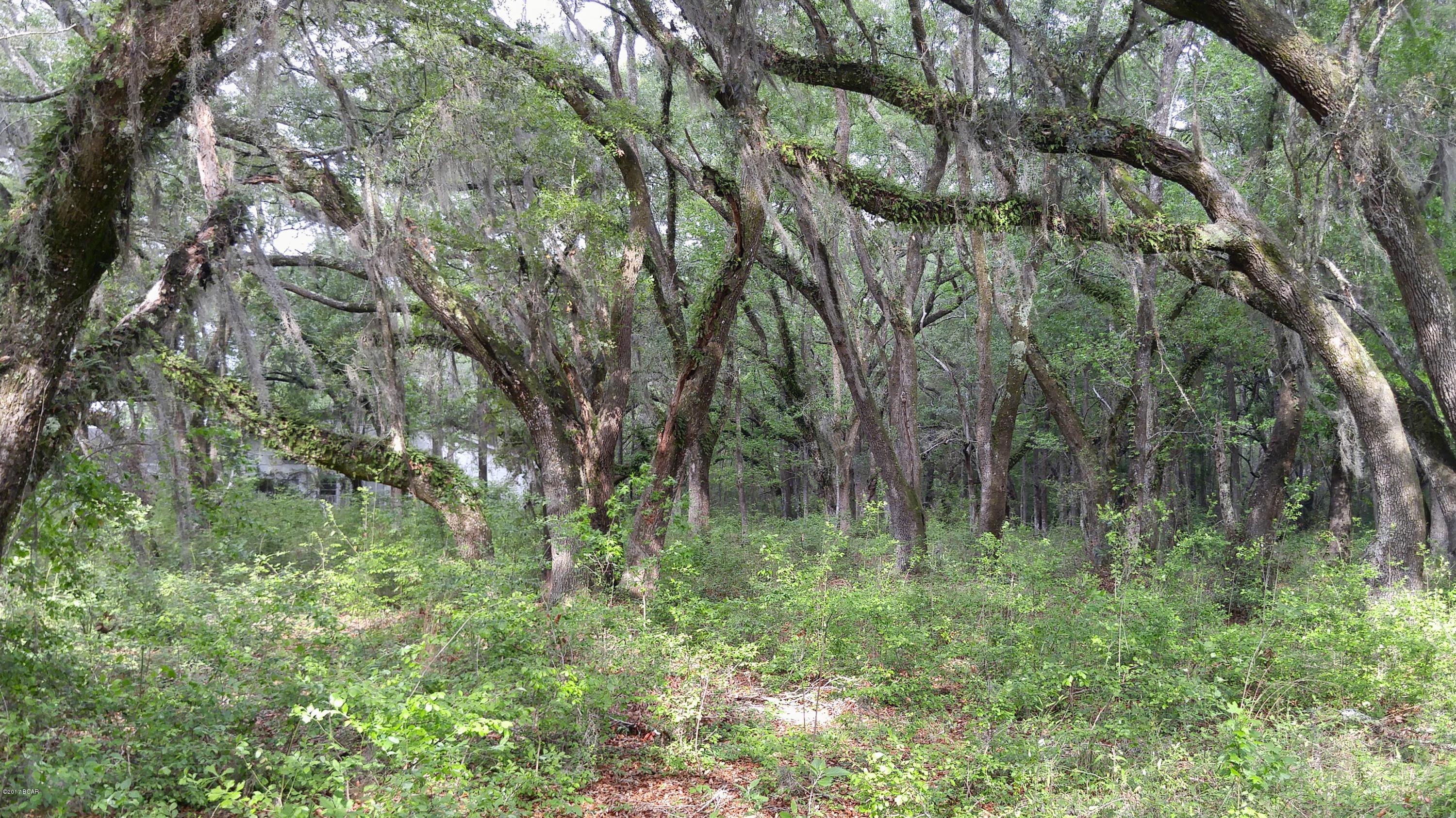 Xxx Spring Branch Road Bristol, FL 32321 - Photo 7 of 7 Gallery Image 7