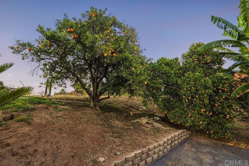 2073 Willow Glen Road Fallbrook, CA 92028 - Photo 29 of 34 Orange Tree